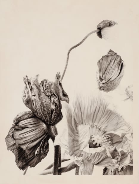 The choice of motifs concentrates on pictorial representations of plants, which are often photographed over several weeks. The special range...