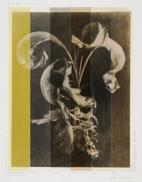 The choice of motifs concentrates on pictorial representations of plants, which are often photographed over several weeks. The special range...