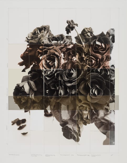 The choice of motifs concentrates on pictorial representations of plants, which are often photographed over several weeks. The special range...