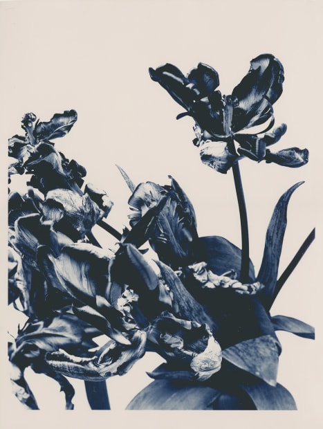 The choice of motifs concentrates on pictorial representations of plants, which are often photographed over several weeks. The special range...