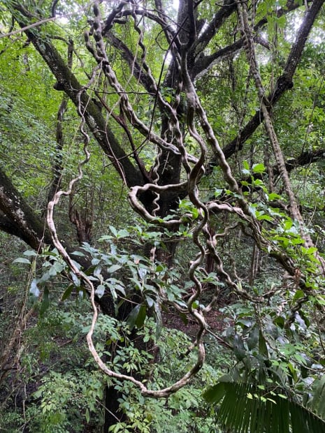 “I can’t stop looking at nature. I couldn’t create a geometric abstraction out of plants. The energy coming out of...