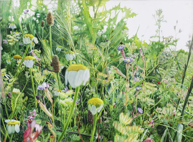 dor beetles slumbering at dusk