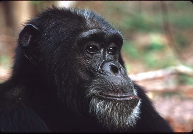 'So, in that moment we understood each other without the use of human words, the language of gestures. He understood...