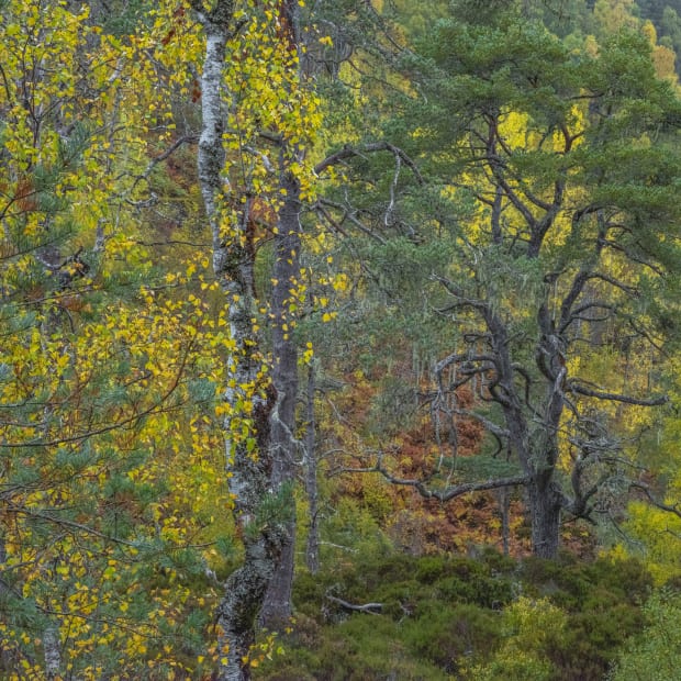 “The forest becomes a being with multiple, changing faces. As always in his work Goupy settles into his subject, inhabits...