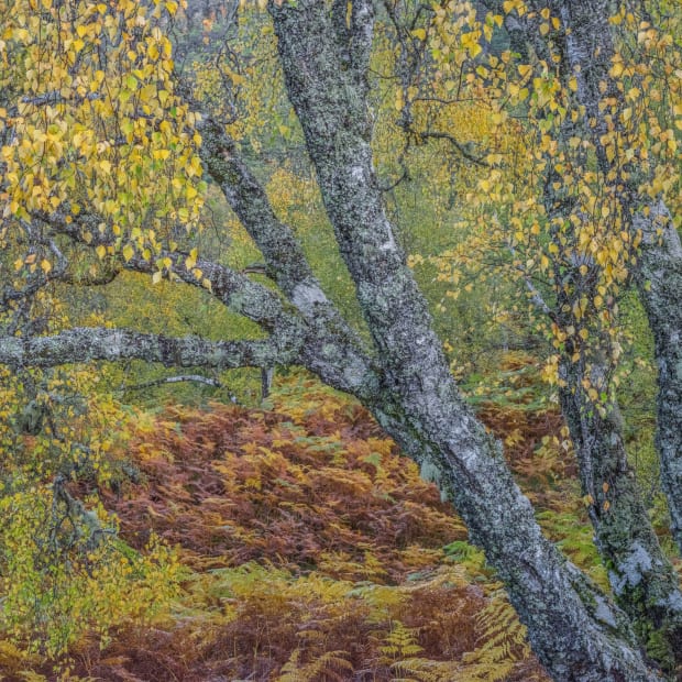 Goupy’s large art photo prints measure 100 x 100 cms and they resemble paintings as every element in the picture...