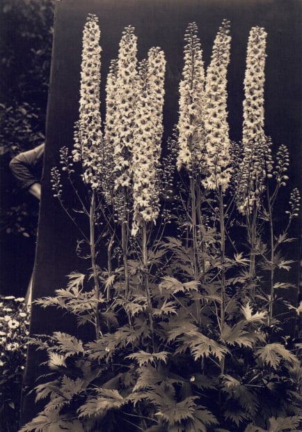 The extraordinary beauty of each Charles Jones print rests in the intensity of focus on the subject and the almost...