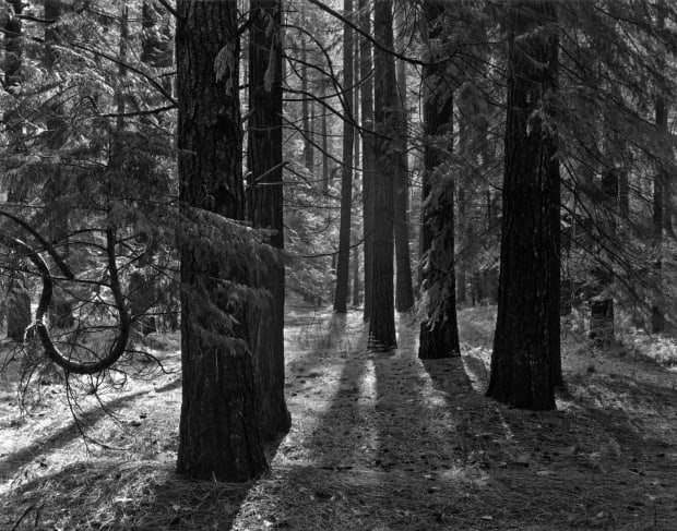THE POWER OF PHOTOGRAPHY CCCXL, Forest Floor, Yosemite, California, 1950