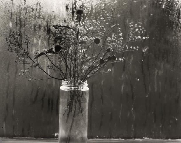 THE POWER OF PHOTOGRAPHY DLXIX, Wild Flowers / Wet Window, Cape Cod, MA, 1958