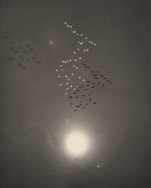 William Garnett, Snow Geese in Flight with Reflection of the Sun over Buena Vista Lake, California, 1953