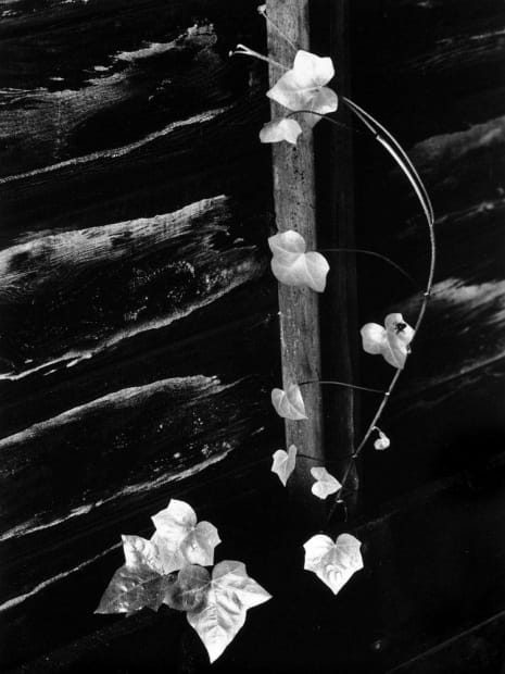 Minor White, Ivy, Portland, OR, 1964, Printed 1974