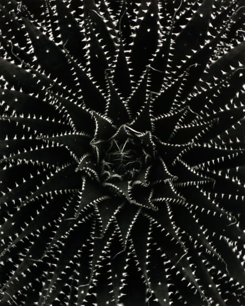 Don Worth, Aloe Aristata, Mill Valley, CA , 1969 (Printed 2001)