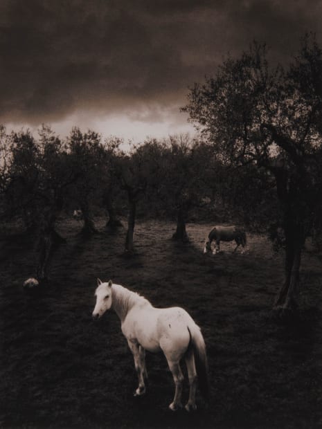 Pentti Sammallahti, Cilento, Italy (White Horse), 2000