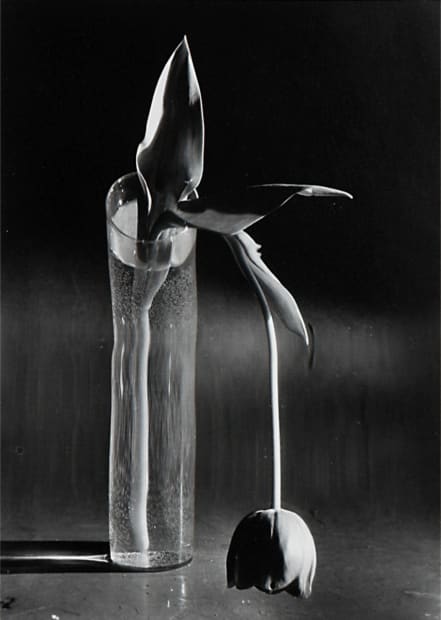 THE POWER OF PHOTOGRAPHY DVI, Melancholic Tulip, 1929