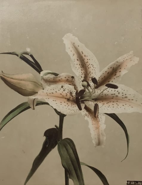 The Power of Photography DCCXI, Untitled (Lily Flower), c. 1880s