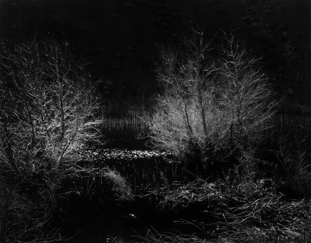 THE POWER OF PHOTOGRAPHY CCCLXIX, Swamp Trees, 1955