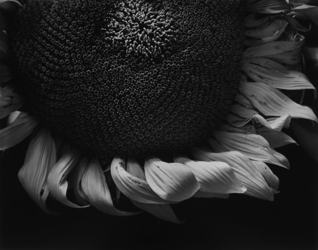Paul Caponigro, Sunflower Face, Winthrop, MA, 1965, printed 2019