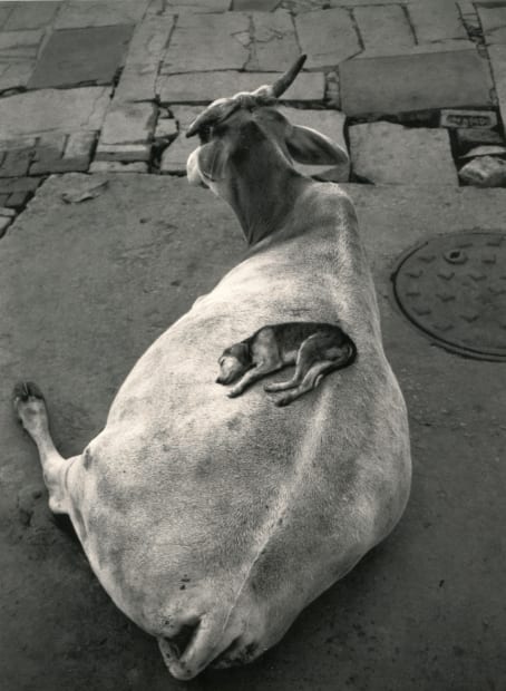 Pentti Sammallahti, Varanasi, India (Dog on Cow), 1999
