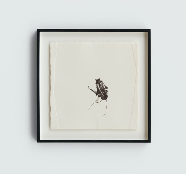Like a Virgin (1994) is an ink etching of a cockroach, a creature commonly associated with squalor and filth. Closer...