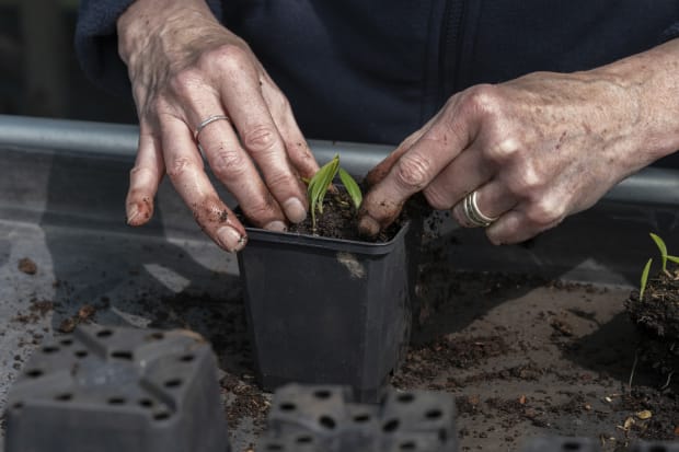 About Royal Botanic Garden Edinburgh & Inverleith House