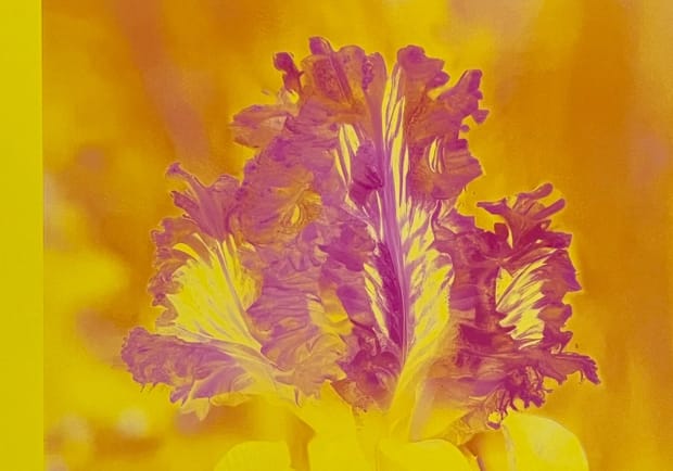 Lisa Oppenheim Mons. Steichen II 2024 detail