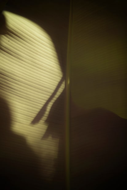 Léonard Pongo, Leaf, 2020