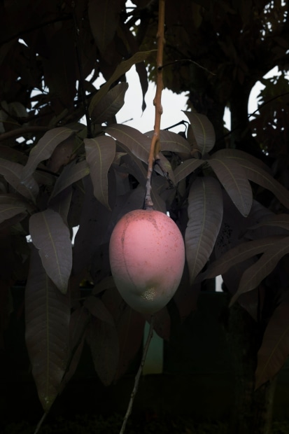 Forbidden Fruit, 2020