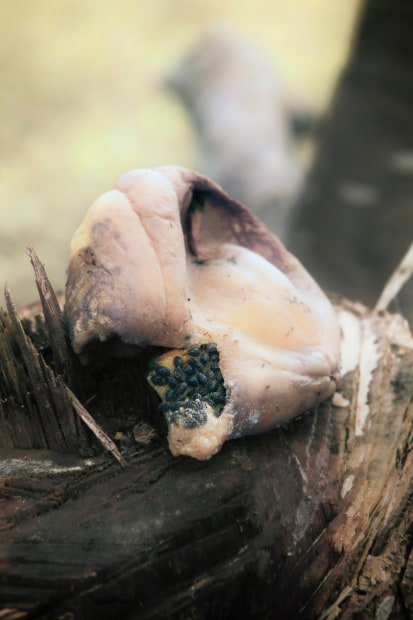 Léonard Pongo, Fruit, 2020