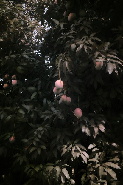Léonard Pongo, Fruits, 2019