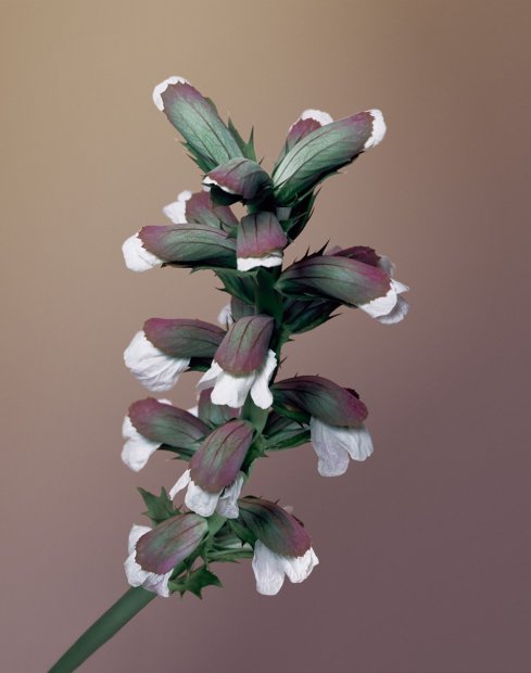 Erwan Frotin, Acanthus mollis, 2007