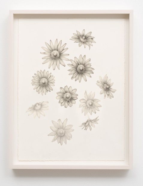 Aurel Schmidt Untitled (Nipple Flowers) pencil, colored pencil on paper paper size: 24 x 18-1/4 inches framed size: 26 x...