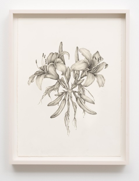Aurel Schmidt Untitled (Goth Lilies) pencil, colored pencil on paper paper size: 20-1/2 x 17 inches framed size: 22-1/2 x...