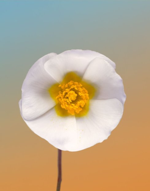Erwan Frotin, Cistus sp., 2007