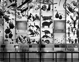 Matthew Pillsbury, Spectrum of Life, Museum of Natural History, New York City, 2004