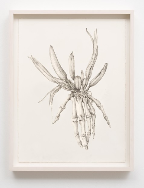 Aurel Schmidt Untitled (Skeleton Lily) pencil, colored pencil on paper paper size: 17 x 14 inches framed size: 19 x...