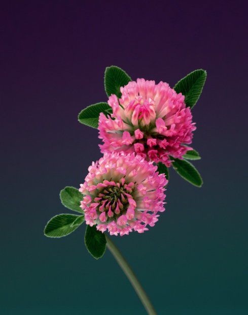 Erwan Frotin, Trifolium pratense, 2007