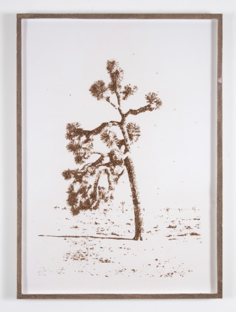 Matthew Brandt, Joshua Tree S05B, 2023