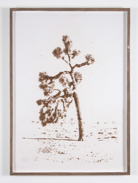 Matthew Brandt, Joshua Tree S05B, 2023