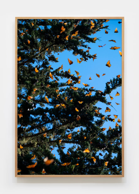 Matthew Porter, Last Butterflies III, 2025