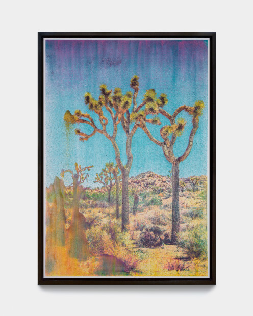 Matthew Brandt, Joshua Tree NC2A, 2023