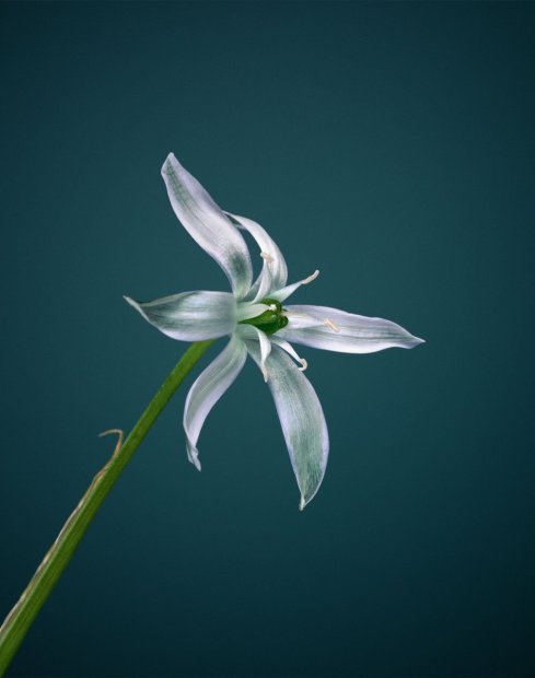Erwan Frotin, Ornitogalum umbellatum, 2007