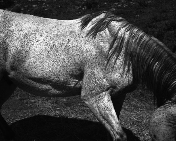 Whitney Hubbs, Untitled (Horse), 2012
