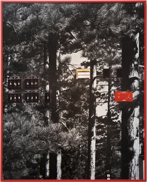 Anthony Lepore, Forest Light, 2009