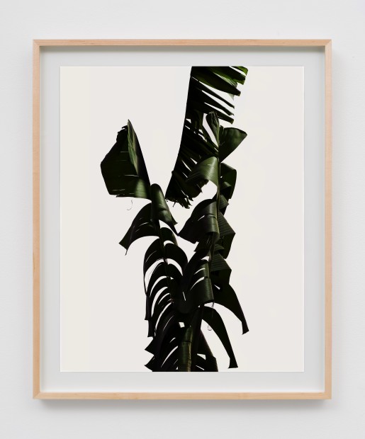 Matthew Porter, Tall Frond, 2018