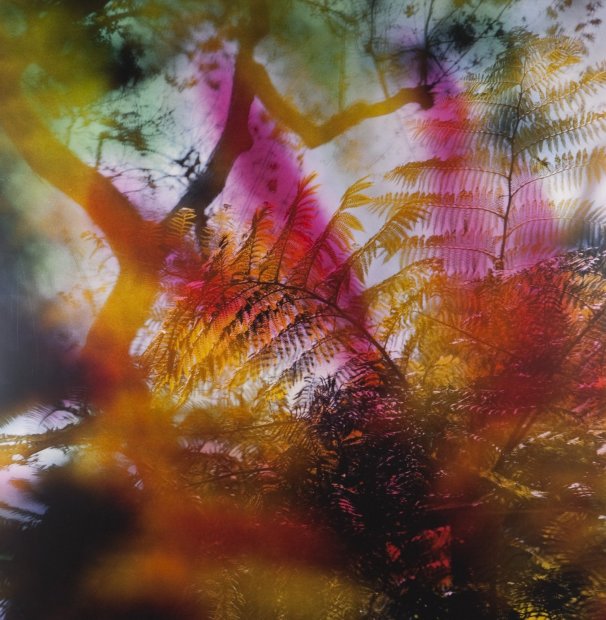 Lisa Eisner Sunset Tree Fern clear Fujiflex c-print on Fujiflex c-print mounted to plexi in oak frame 20 x 20...