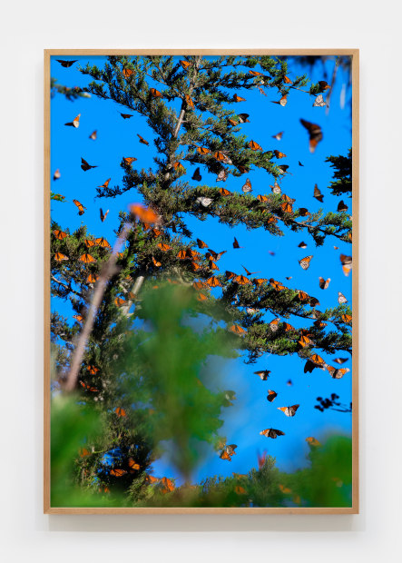 Matthew Porter, Last Butterflies IV, 2025