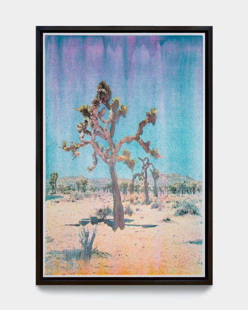 Matthew Brandt, Joshua Tree NC3A, 2023