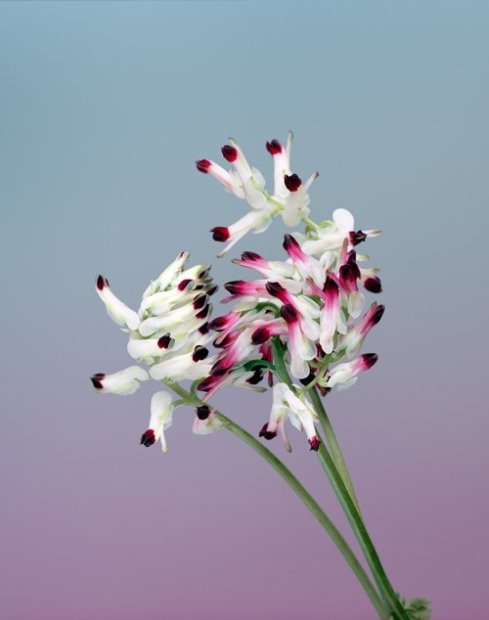 Erwan Frotin, Fumaria capreolata, 2007