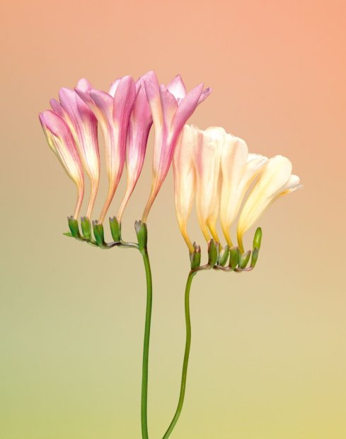 Erwan Frotin, Freesia sp., 2007