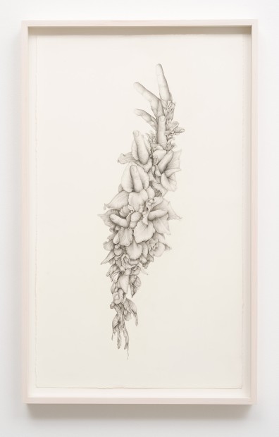 Aurel Schmidt Untitled (Gladiolas) pencil, colored pencil on paper paper size: 27-1/2 x 16-1/4 inches framed size: 30 x 18-1/2...