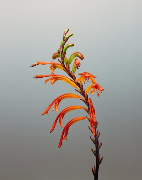 Erwan Frotin, Chasmanthe aethiopica, 2007
